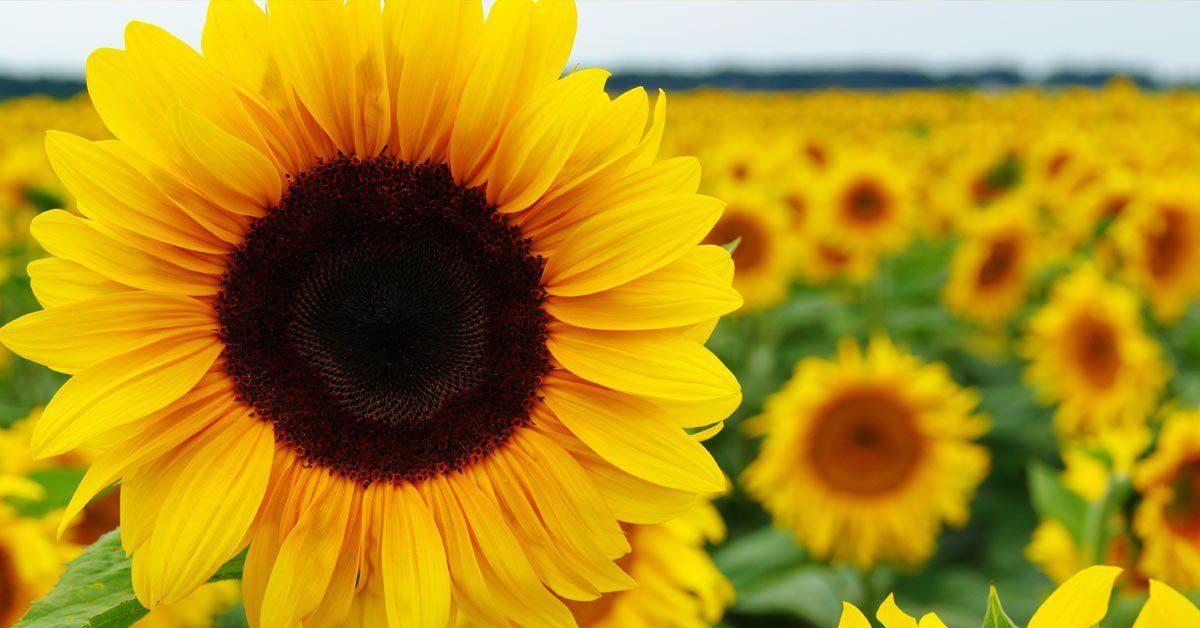 Zonnebloemzaden planten